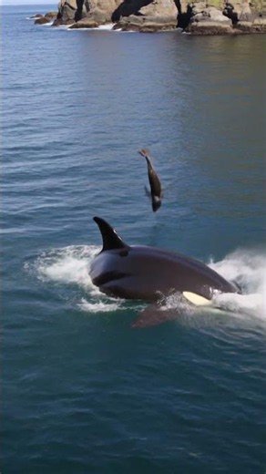 The Orca That Threw a Seal Into the Air
