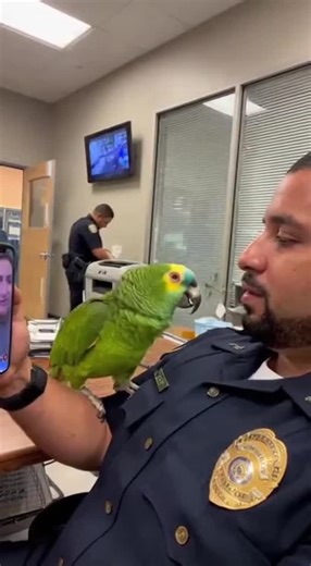 Talking Parrot on Instagram: "A mischievous Amazon parrot tells an officer's wife on video call that daddy has a secret and there are two girls in handcuffs screaming daddy in their bedroom. The wife panics until she realizes it's just police work, but the parrot's delivery had everyone in the office dying of laughter! #trendingshorts #funnymoments #trendingvideo #trendingreel #fypシ❤️💞❤️"