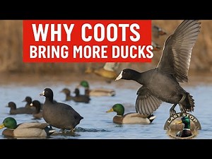 The Secret Weapon in Your Decoy Spread: Why Coots Can Crush Your Duck Hunts!