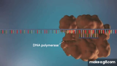 DNA replication - 3D on Make a GIF