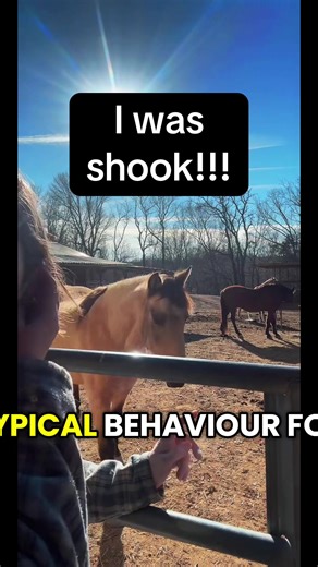 Understanding Horse Routines: Tips for Every Equestrian