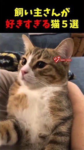 飼い主さんのことが好きすぎる猫ｗ５選#cat #面白集 #ねこ #猫のいる暮らし
