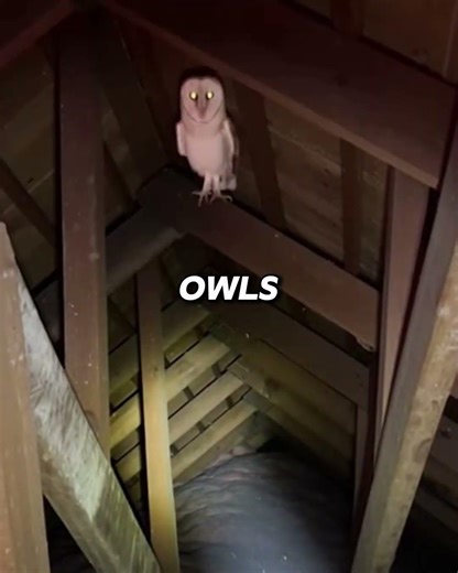 Barn Owl kept screeching in my Attic 🤯