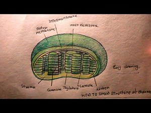 How TO Draw Chloroplast/plastid drawing/Chloroplast drawing