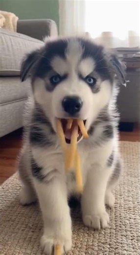 🤯🍟Husky Turns Into French Fry Volcano! #husky #funnydog #frenchfries #dogcomedy #funnyanimals