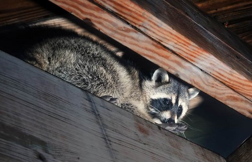 How to Identify Raccoon Nests, Tracks & Droppings (Pics) - PestLockDown