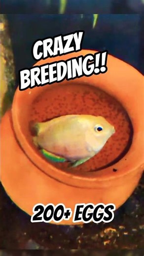Crazy Breeding by My Polar Parrots Fish Pair!! #aquarium #polarparrotfish #fishkeepinghobby
