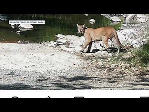 Mountain lion stalks runner at Mission Trails Regional Park amid months of sightings