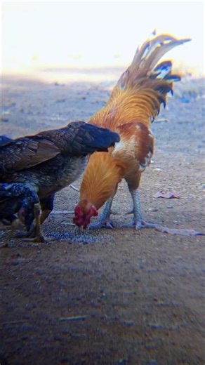 Rooster & Chickens Feeding Together | Captured on Mobile