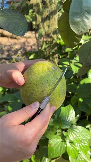 Cut the Lonely Grapefruit #fruit #fruitcutting #grapefruit #shorts #foryou