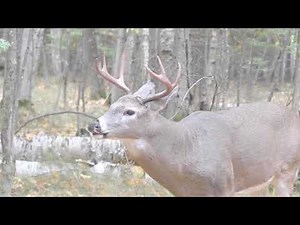 How CWD Is Transmitted