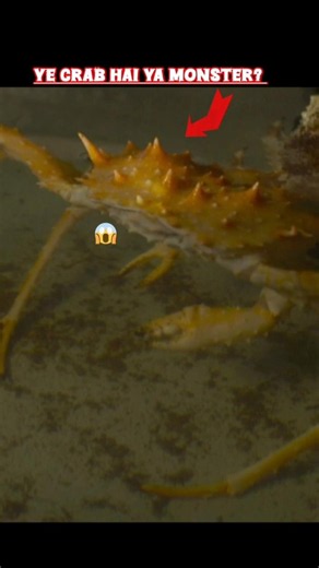 crab ya monster #JapaneseSpiderCrab #AnimalFacts #ScienceFacts #OceanFacts #Wildlife #Interesting