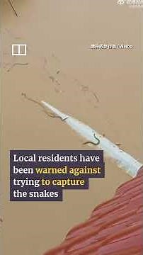 Floods in China wash away 900 snakes