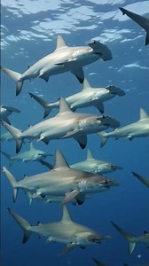 Animals of the Pacific Ocean 🌊🐋 | Geography # #viral #geography #ocean