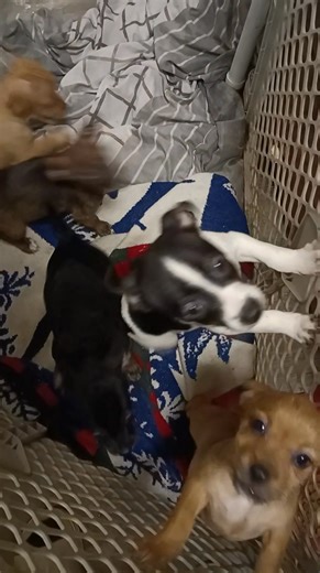 Jack Russell puppies are looking for there forever home hit me up if you're interested | Natarsha Anderson Jones