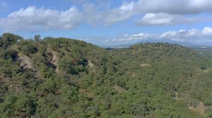 Aerial view the canopy of the forest when a cloud suddenly starts to cover the green lush forest - Free Stock Video