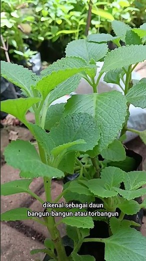 Daun bangun- bangun, lalapan herbal penuh manfaat. #torbangun #shorts