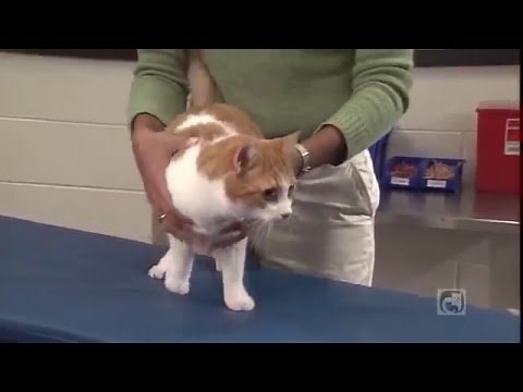 Caring for Your Diabetic Cat Part 3 - How to give an insulin injection