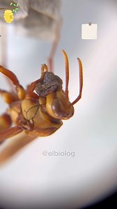 Avispa Fabricando Su Colmena 🐝‼️ 🏠 #animales #insectos #casa #abejas #madera | El Biologo X