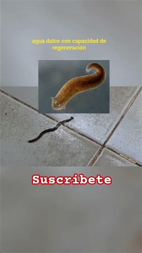 The immortal worm, the planarian 🐛😲 | #curiosities #animals #insects #planarian #funfacts