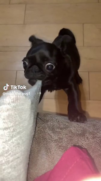 Adorable Pug Puppy Moments