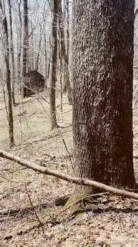 A Sasquatch house! More proof of Bigfoot in the mountains of Western North Carolina Part 2.