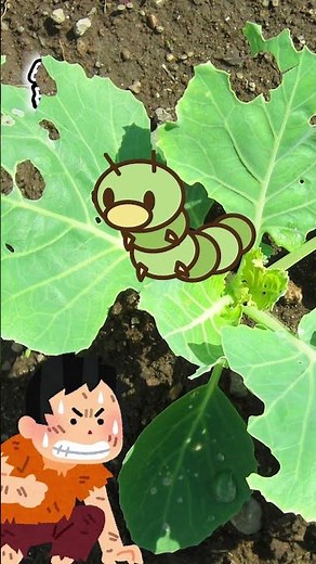 Pest damage occurs when growing okra in home gardens and farms! Tips for repelling pests and how ...