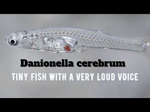 Danionella cerebrum - This Tiny Fish is Louder Than an Elephant! 😱