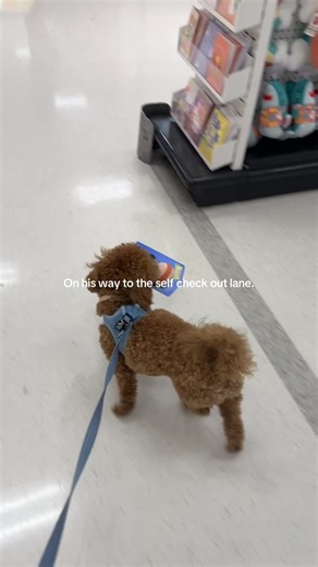 At this point I’m working for him lol.Never fails …every Target run ends with him going home with a toy..😆🧸🐾😩#goldendoodle #mommasboy #fyp #targetrun