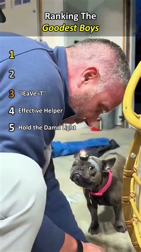 Every Dog Is a 10/10… But Let’s Rank Them Anyway 😂