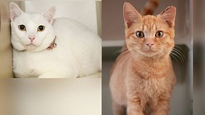 Pet of the Day: Miss Purr Purr & Mr. Meow Meow - WNKY News 40 Television