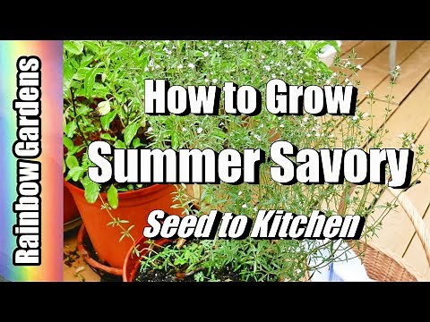 How to Grow Summer Savory, Savoury / Bohnenkraut , Seed to Kitchen, Plant, Care, Harvest, Drying