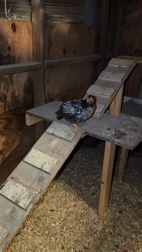 First time flying up to the roost… didn’t go as planned. #chickensoftiktok🐔 #roostingchickens #backyardchickens