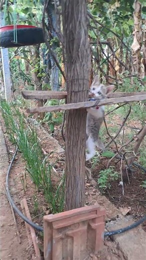 Tree climbing lucky #myfruitfamily