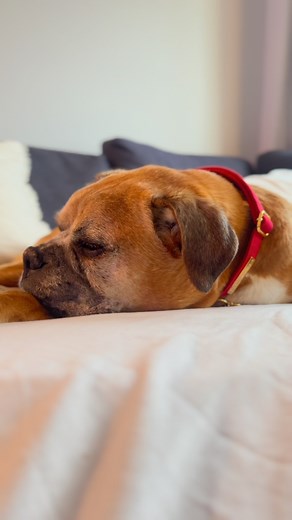 The best spot in the house is always next Ma. #rustythegentlegiant #boxer #boxerdog #boxerlove #boxerworld #boxersofinstagram #boxergram | Rusty The Gentle Giant