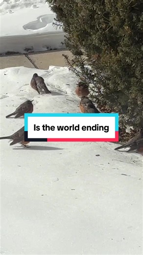 Understanding Bird Migration Patterns and Their Importance