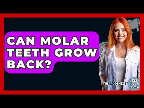 Can Molar Teeth Grow Back? - The Pro Dentist