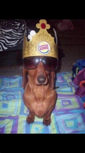 Cute Wiener Dogs Living Their Best Lives