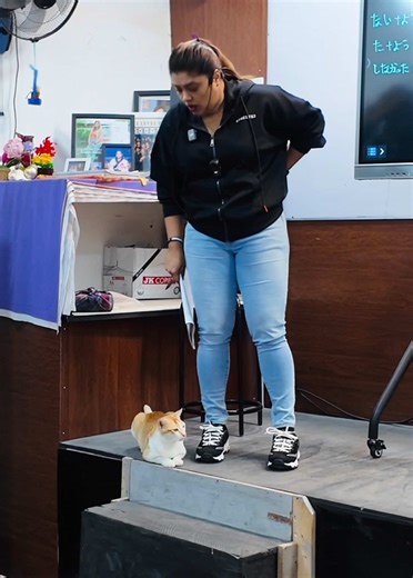 スリランカの象と日本の文化