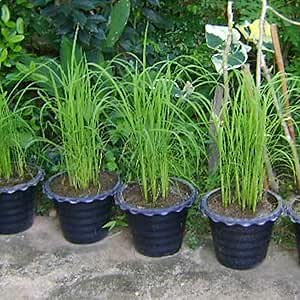 2 Lemon Grass Live Plants in Pot for Outdoor Planting, 4-10 Inc Tall Live Lemongrass Plants for Planting in Spring, Fragrant Herbs