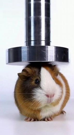 Guinea Pig Under Hydraulic Press #hydraulicpress #crushing #satisfying #asmr