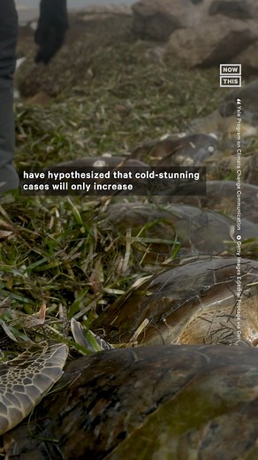 101K views · 77 reactions | Sea turtles can get incredibly lethargic or even drown if the ocean water drops below 50°F — here’s why To learn more about how cold-stunning happens and what you should do if you see a sea turtle that's in trouble, click this link: https://go.nowth.is/stunned | NowThis Earth | Facebook