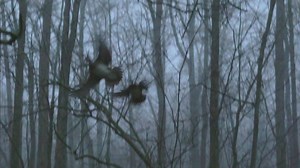 12K views · 113 reactions | A wood duck hunt is hard to capture. It's usually pretty dark, they move fast, and it's close quarters. We did our best to capture one last year and slow everything down so you can savor what are some of the best moments in duck hunting. It's a great hunt for kids too. | Louisiana Wetlands | Facebook