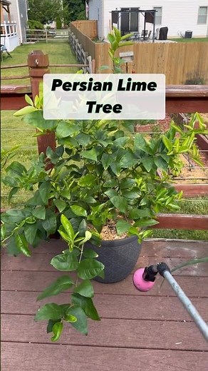 Persian Lime Tree Grown In A Pot #lime #trees #fruits #organicgardening #growyourownfood #fruitree