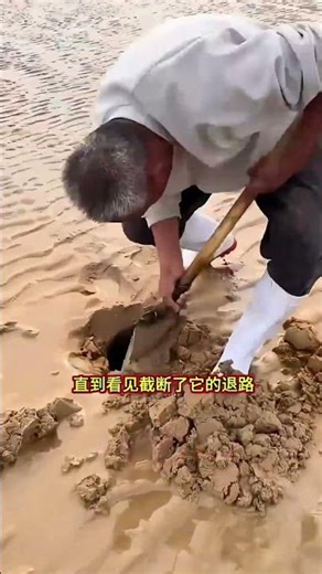 Low Tide Clam Digging: A Battle of Speed and Success Rate!