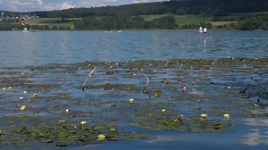 Free video - Water Lilies, Lily Pad, Lake