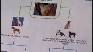 Want to learn about your dog's ancestors? Not all doggie DNA tests out there on the market are the same. https://www.wthr.com/1972709 | WTHR-TV