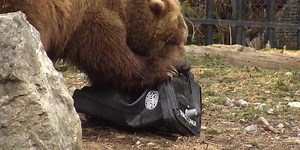 Sights & Sounds: Bears vs. trash cans at Alaska Zoo