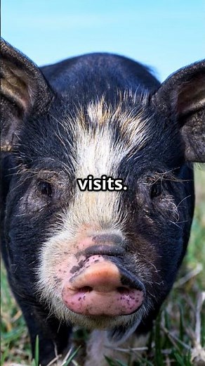 Shocking Teacup Pig Facts You Won’t Believe! 🐖🤯 #TeacupPigs #CuteAnimals #MindBlown #shorts #reels