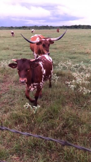 Sounds of Texas. #cattleguy #TXLonghorns #TicTokCows #TXcattle #soundofTX